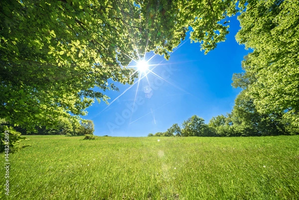 Fototapeta A Cheerful, Sunny Day with a Clear Blue Sky Complemented by Lush Green Grass and Dense Leaves