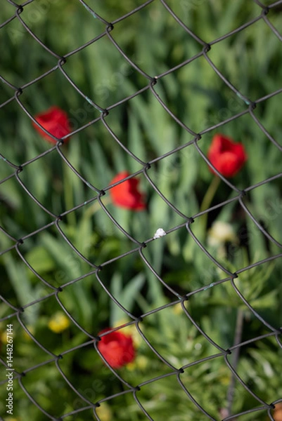 Fototapeta Red tulips in the garden. Close-up of a red tulip. Macro of a metal fence in the garden. Macro of a metal mesh on a background of red flowers.