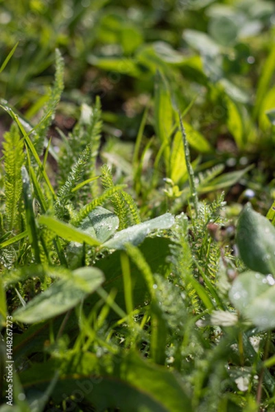 Fototapeta close-up of dew drops on grass. close-up of clover in grass. dew drops on trefoil. water drops on a green grass. Close-up of dew drops on trefoil