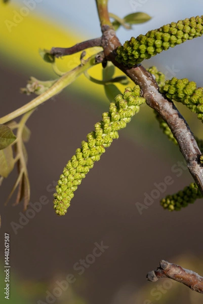 Fototapeta walnut bud on a tree branch. walnut blossom in spring