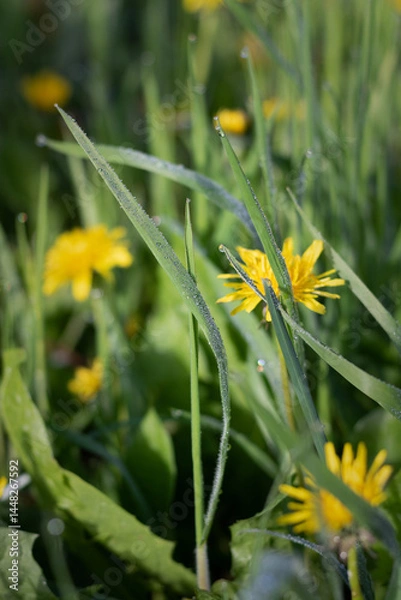 Fototapeta yellow dandelions in the grass. dew on grass. green grass background. close up of grass in dew drops in the morning light. morning dew on grass in spring