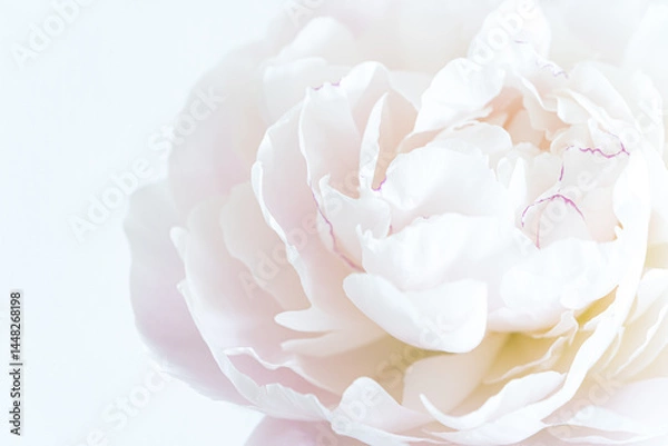 Fototapeta マクロ撮影の芍薬,花,滝の粧,シンプル