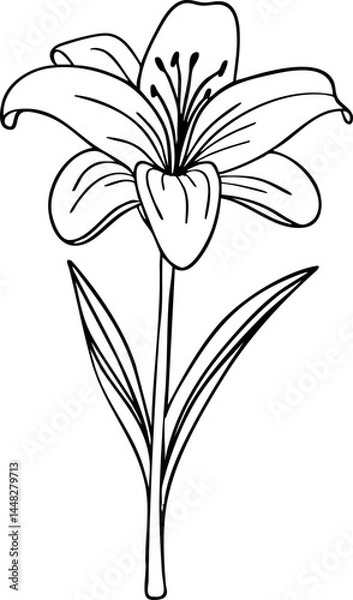 Fototapeta Lily line art. Flat isolated  hand drawn flowers. Minimalist style vector illustration