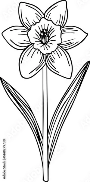 Fototapeta Daffodil line art. Flat isolated  hand drawn flowers. Minimalist style vector illustration