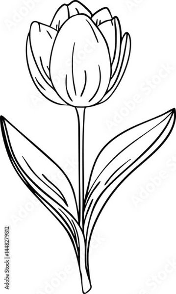 Fototapeta Tulip line art. Flat isolated  hand drawn flowers. Minimalist style vector illustration