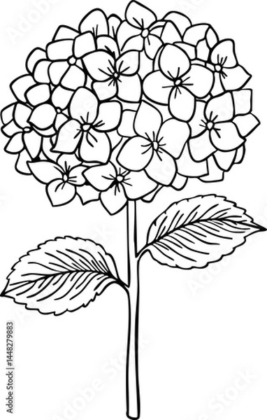 Fototapeta Hydrangea line art. Flat isolated  hand drawn flowers. Minimalist style vector illustration