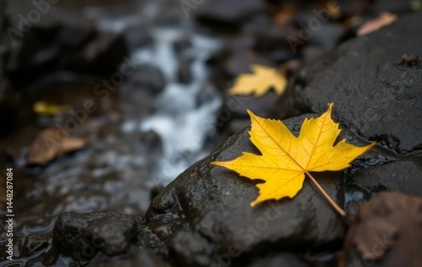Fototapeta Vibrant Autumn Leaf Resting on Wet Rocks