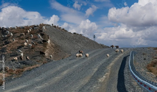 Fototapeta Russia. The South of Western Siberia, the Altai Mountains. A small flock of domestic sheep graze on the hills next to the dirt road