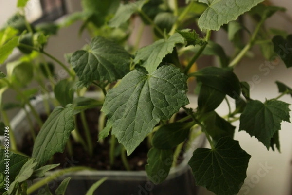 Obraz green leaves on a tree