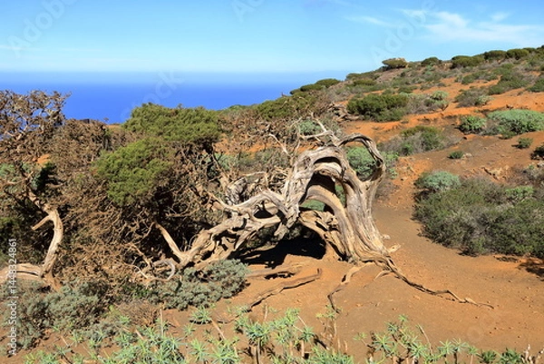 Obraz Juniper tree bent by the wind growing on the edge of a cliff by the atlantic ocean near El Sabinar, El Hierro, Canary islands, Spain