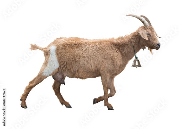 Fototapeta Adult red goat with horns and milk udder. Isolated