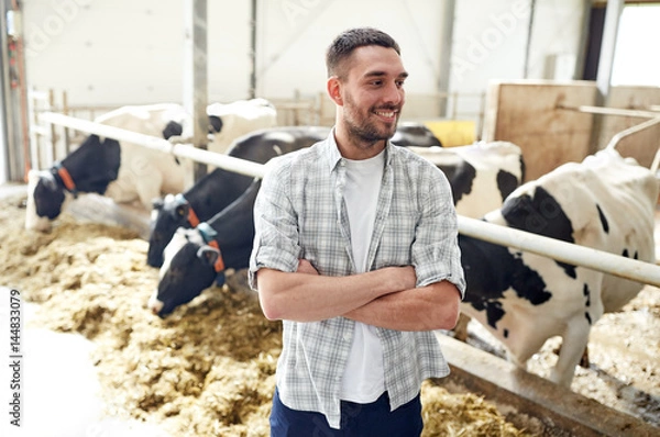 Fototapeta man or farmer with cows in cowshed on dairy farm