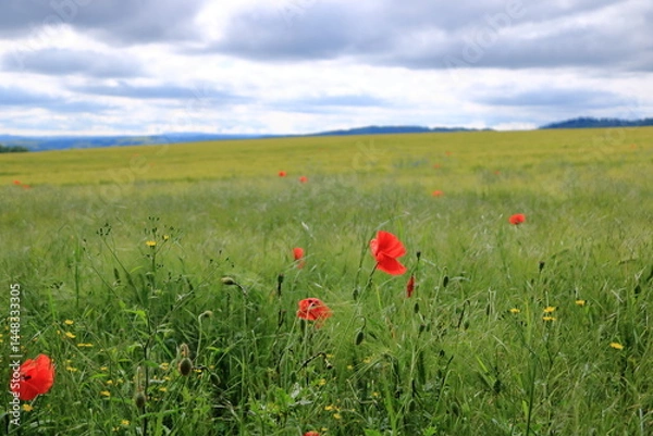 Obraz red poppies blooming at a field in Saxony, Germany