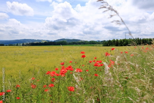 Obraz red poppies blooming at a field in Saxony, Germany
