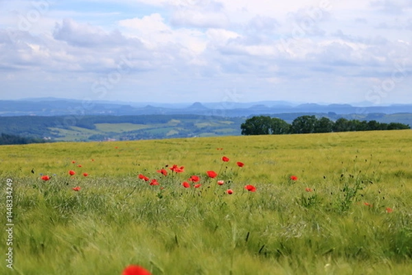 Obraz red poppies blooming at a field in Saxony, Germany