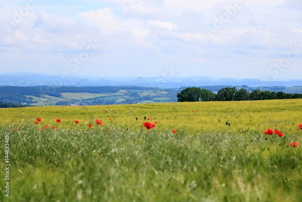 Obraz red poppies blooming at a field in Saxony, Germany
