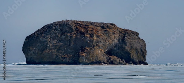 Fototapeta Russia. The Far East. The Kuril Islands. Numerous sea gulls on the rocky island of the Sea of Okhotsk are an ideal place to protect their nests.
