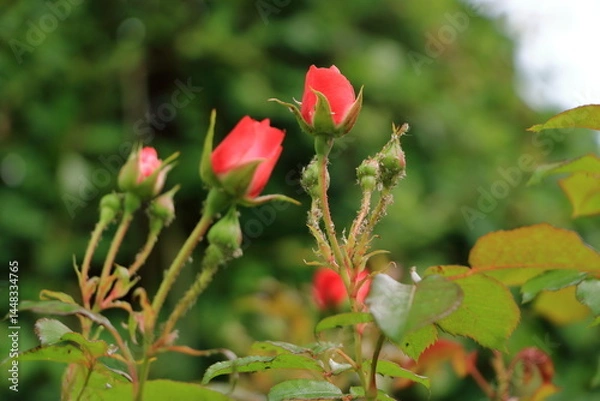 Obraz red roses blooming in the garden