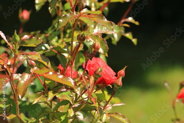 Obraz red roses blooming in the garden