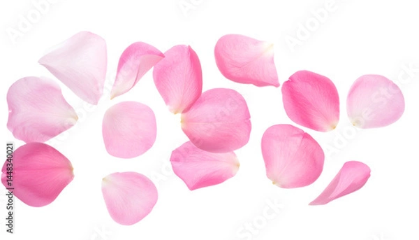 Fototapeta pink rose petals scattered and floating on isolated background in soft romantic floral concept
