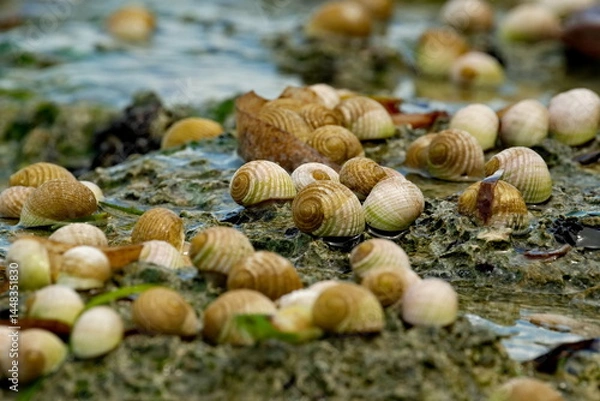 Fototapeta Malaysia. The island of Borneo. A colony of sea snails is located on the reef coast of the Pacific Ocean.