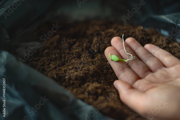 Fototapeta Small sprout of cucumber seedling from seed in hand close-up on the background of soil. Natural farming and gardening hobby. Farming concept