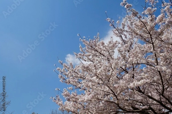 Fototapeta 桜