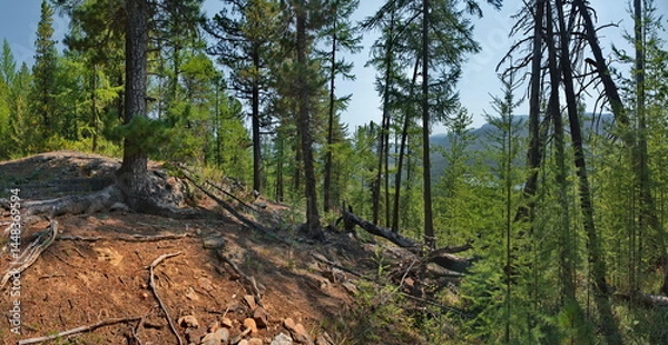 Fototapeta Russia, Buryatia. Panorama of the rocky peak of a mountain pass surrounded by taiga trees.