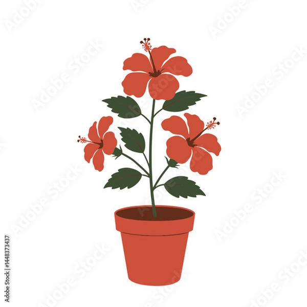 Fototapeta Simple vector illustration of a hibiscus plant with three red flowers in a terracotta pot on white background, concept for botanical illustration, garden design, and home decor