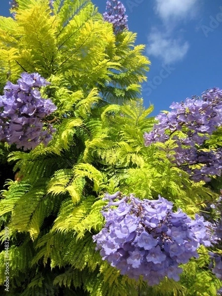 Obraz Jacaranda in flower