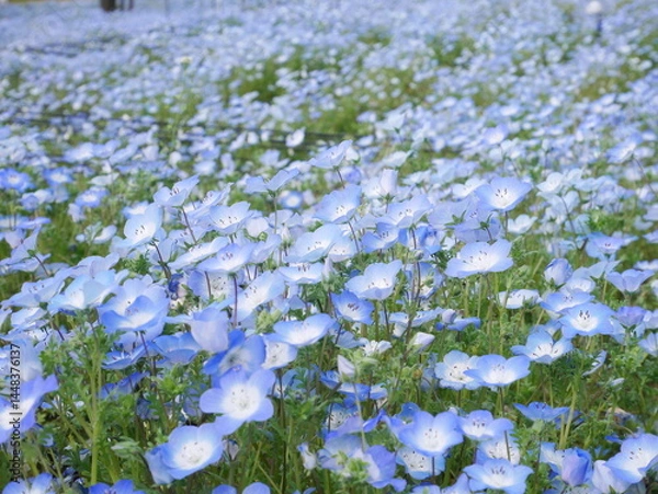 Obraz ネモフィラ