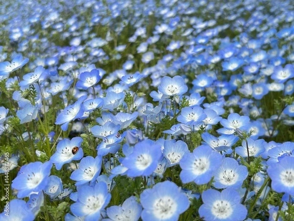 Obraz ネモフィラ