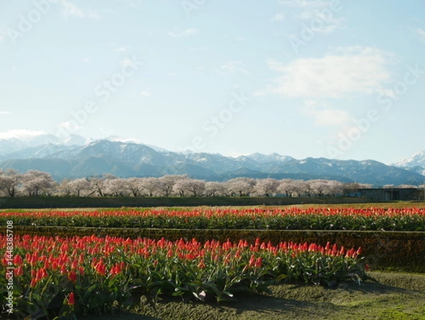 Obraz 富山の春の四重奏