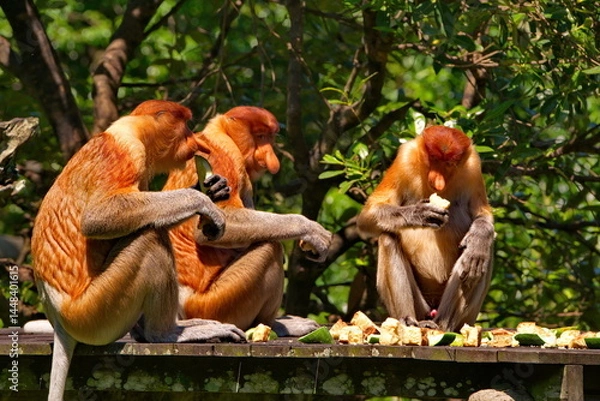 Fototapeta East Malaysia. island of Borneo. The name of the monkey langur (monkey family) comes from a word that in Hindi means Long Tail.