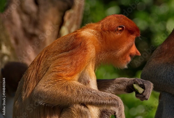 Fototapeta East Malaysia. island of Borneo. The name of the monkey langur (monkey family) comes from a word that in Hindi means Long Tail.