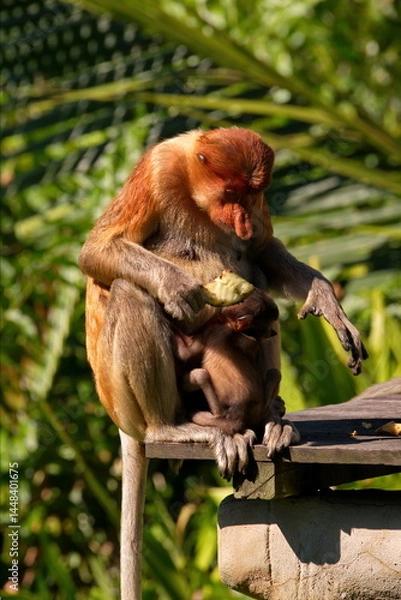 Fototapeta East Malaysia. island of Borneo. The name of the monkey langur (monkey family) comes from a word that in Hindi means Long Tail.