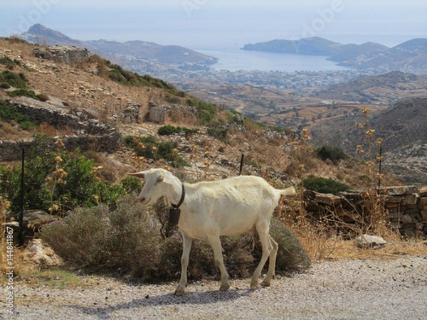 Obraz A white goat along a road in a Greek island with the countryside and the coast in the background.