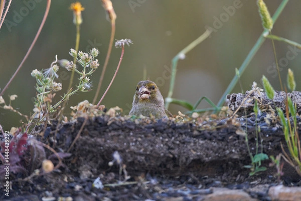Obraz verderón europeo o verderón común​ (Chloris chloris)​ posado en un tronco	
