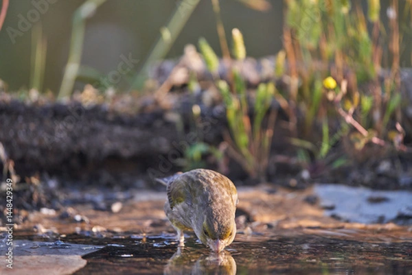 Obraz verderón europeo o verderón común​ (Chloris chloris)​ en el estanque del bosque	
