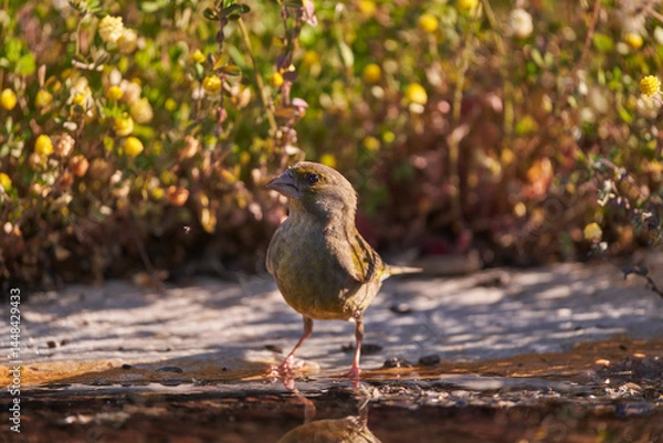Obraz verderón europeo o verderón común​ (Chloris chloris)​ en el estanque del bosque	
