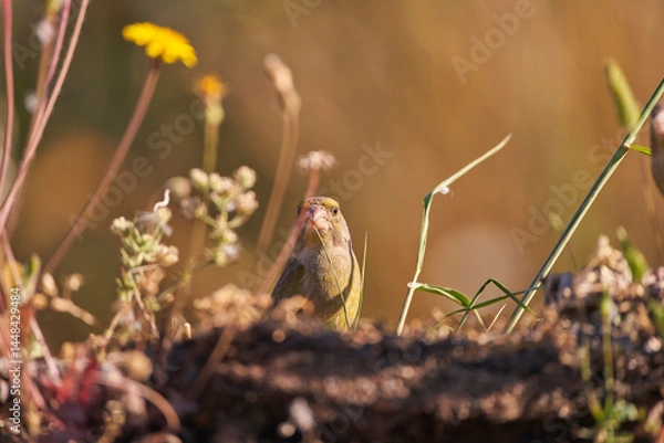 Obraz verderón europeo o verderón común​ (Chloris chloris)​ posado en un tronco	
