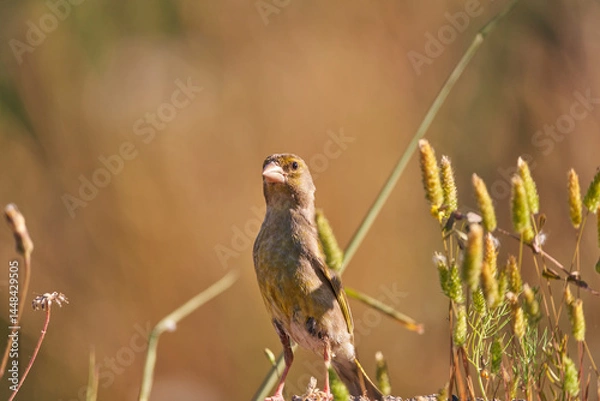 Obraz verderón europeo o verderón común​ (Chloris chloris)​ posado en un tronco	
