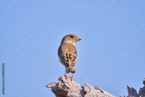 Obraz verderón europeo o verderón común​ (Chloris chloris)​ posado en un tronco	
