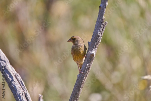 Obraz verderón europeo o verderón común​ (Chloris chloris)​ posado en un tronco	
