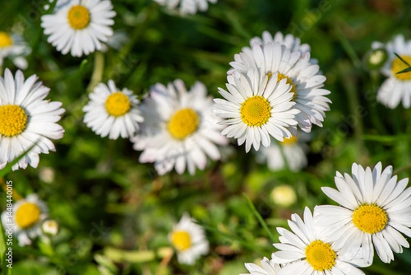 Fototapeta White daisies