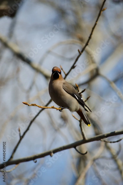 Obraz Waxwing