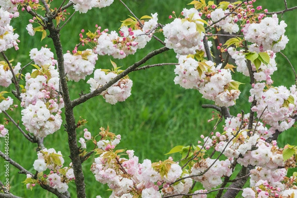 Obraz Blossoming cherry branches with colorful flowers.