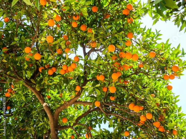 Obraz Orange tree