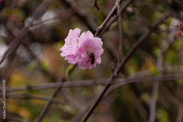 Fototapeta Spring blossom of pink sakura cherry tree with bee on it in the garden
