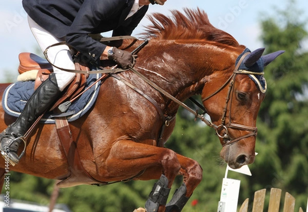 Obraz reitsport-springen